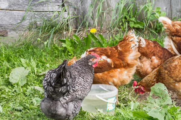 無料の範囲ファーム鶏 — ストック写真