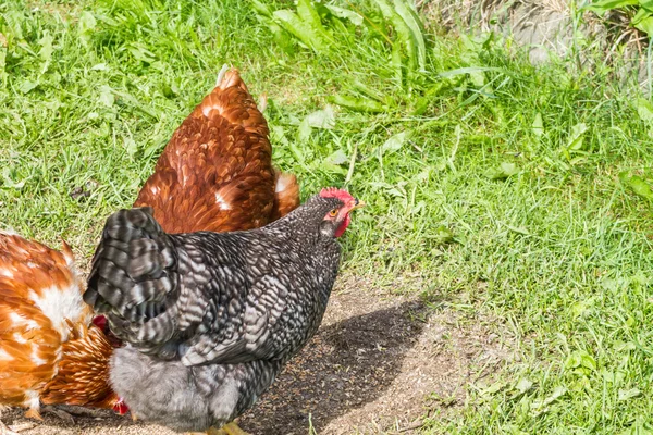 Pollos de granja en libertad —  Fotos de Stock