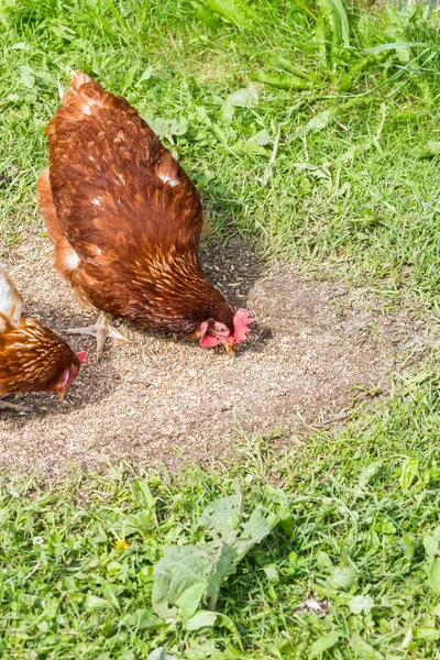 Pollos de granja en libertad — Foto de Stock