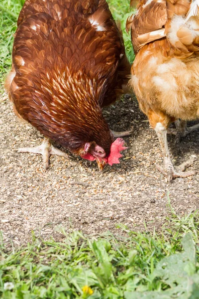 Pollos de granja en libertad — Foto de Stock