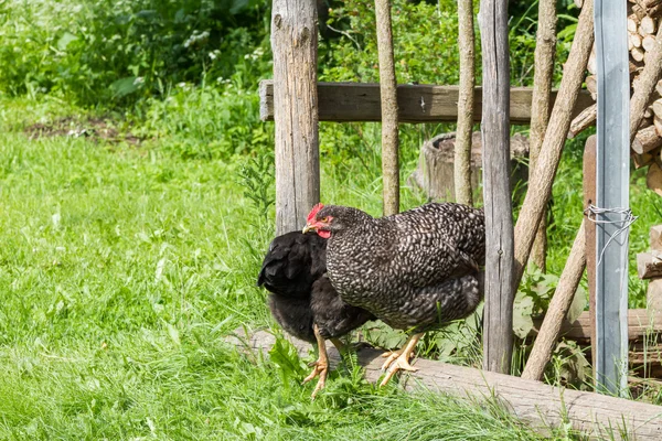 Pollos de granja en libertad — Foto de Stock