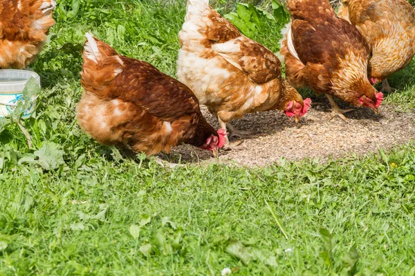 Pollos de granja en libertad — Foto de Stock