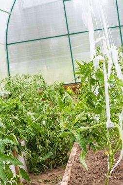 Serada bitkiler büyümek