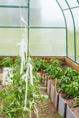 Serada bitkiler büyümek