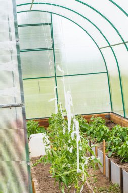 Serada bitkiler büyümek