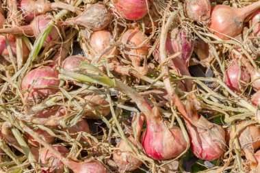 Çiftçi altın soğan