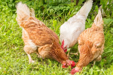 serbest çiftlik tavukları