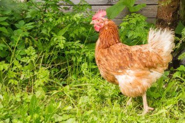 serbest çiftlik tavukları