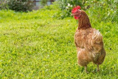 serbest çiftlik tavukları