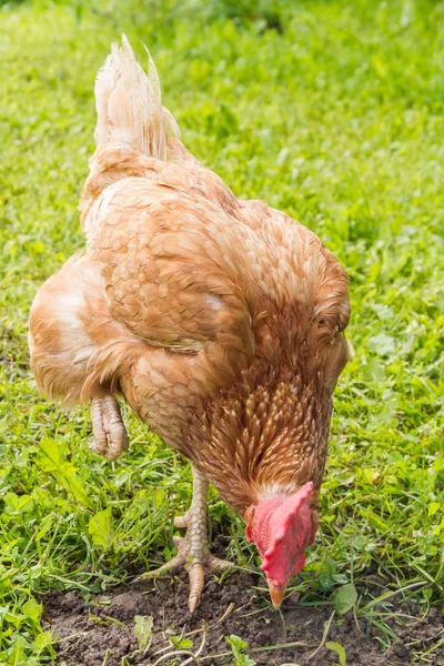 Pollos de campo libre —  Fotos de Stock