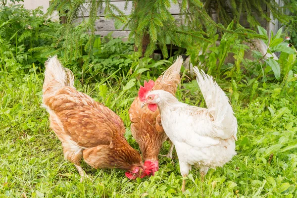 Free range chickens — Stock Photo, Image