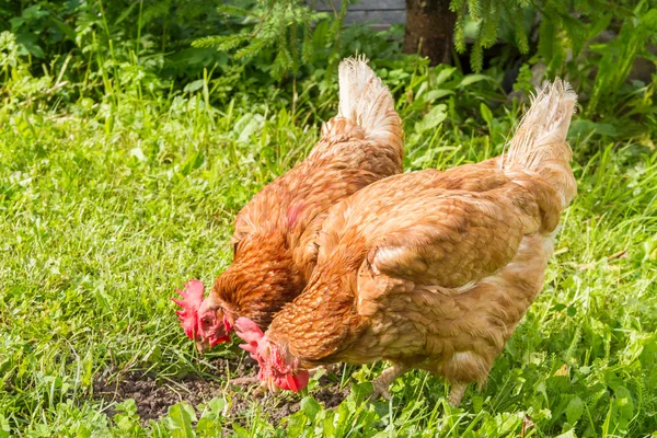 Pollos de campo libre — Foto de Stock