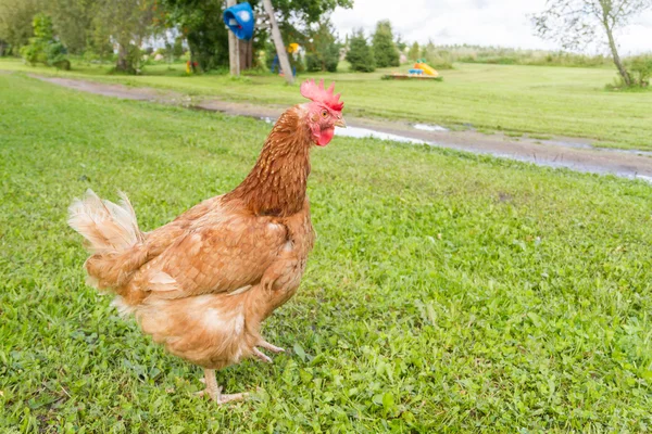 Pollos de campo libre —  Fotos de Stock