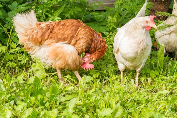 Pollos de campo libre — Foto de Stock