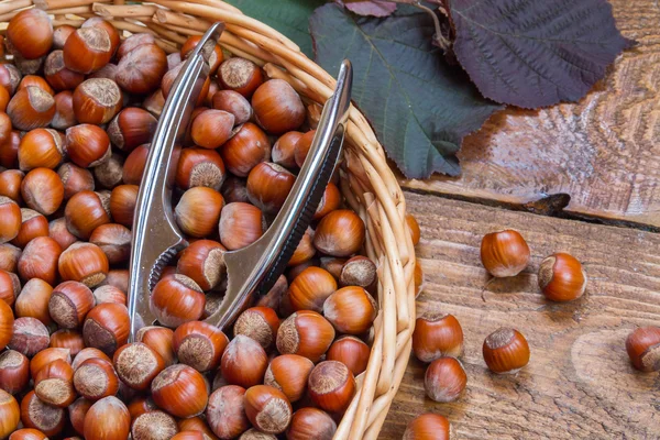 Avellanas en la cesta — Foto de Stock