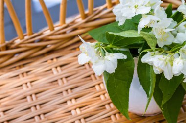 Yasemin çiçek dalları