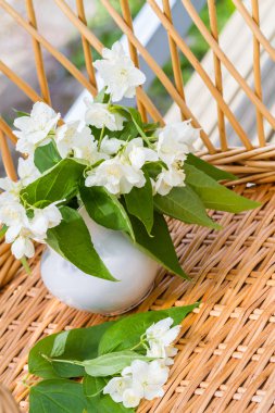 Yasemin çiçek dalları