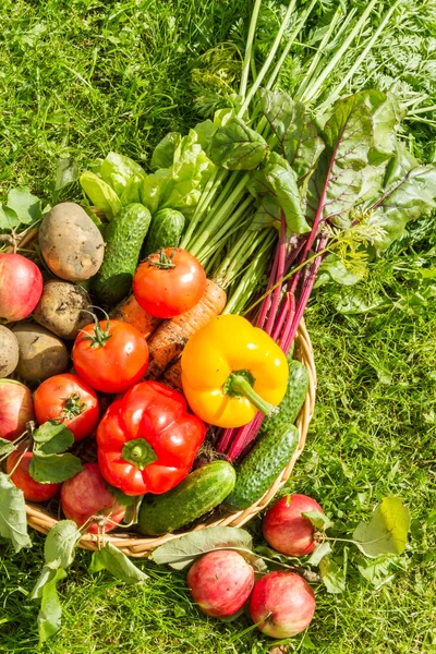 Frisch biologische Ernte — Stockfoto