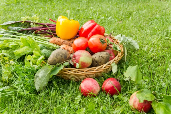 Freshly organic harvest — Stock Photo, Image