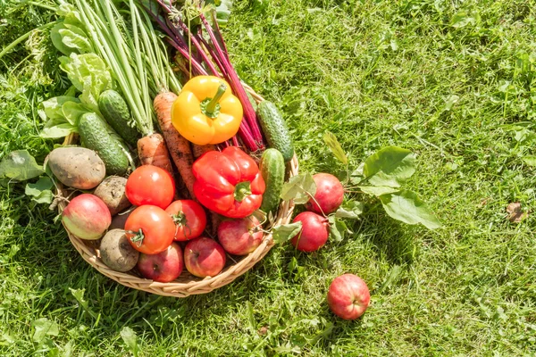 Freshly organic harvest — Stock Photo, Image