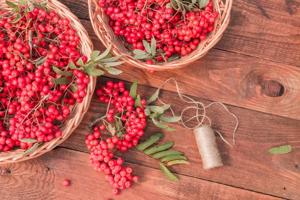 Bunches of rowan berries — Stock Photo, Image