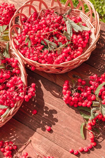 Bunches of rowan berries — Stock Photo, Image