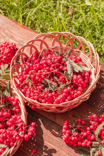 Bunches of rowan berries — Stock Photo, Image