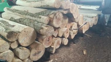 Kereste toplama sahnesini elle kütük istiflemenin sıkı çalışmasını yakalayarak, modern kullanım için doğal bir malzeme kaynağı sunarak keşfedin..