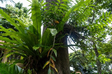 Çarpıcı bir manzara, canlı eğrelti otları ve çeşitli yeşilliklerle süslenmiş yemyeşil bir ağacı gösteriyor. Sahne, tropikal zenginliğin özünü dokulu yapraklarla yakalıyor..