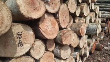 Kereste deposundaki bir yığın düzgün kütüğü kapat. Kütükler eşsiz desenler ve işaretler sergiliyor, doğal ahşabın güzelliğini ve dokusunu gösteriyor..