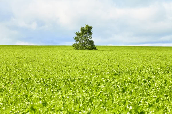 Feldbaumsommer — Stockfoto