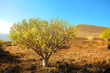 Tenerife ağaç doğa