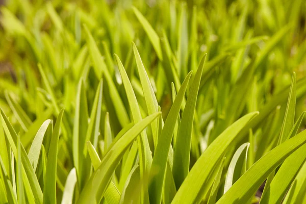 Grama verde Summe — Fotografia de Stock