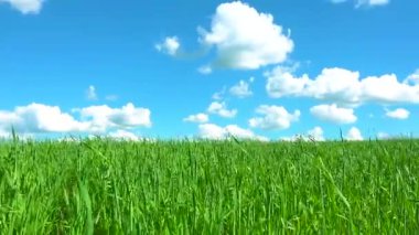 Gökyüzüne karşı yeşil çimen