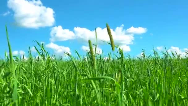 Grama verde contra o céu — Vídeo de Stock