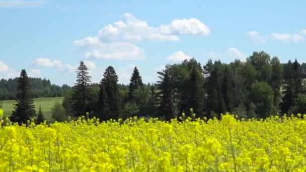 Feldsenf gelbe Blüten — Stockvideo