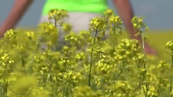 Meisje gaat op een bloeiend veld — Stockvideo