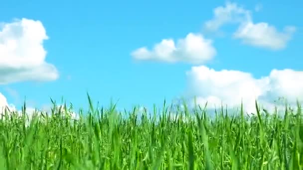 Grama verde contra o céu — Vídeo de Stock