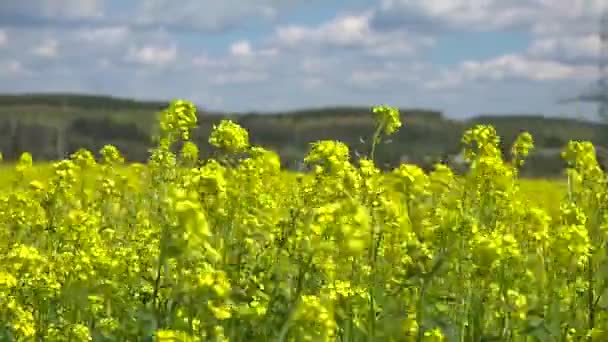 Veld mosterd-gele bloemen — Stockvideo