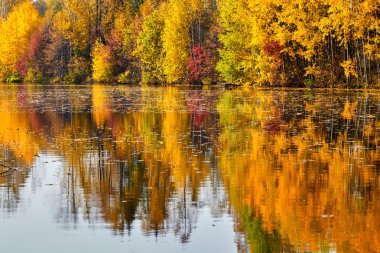 Sonbahar, sarı ağaçlar, su