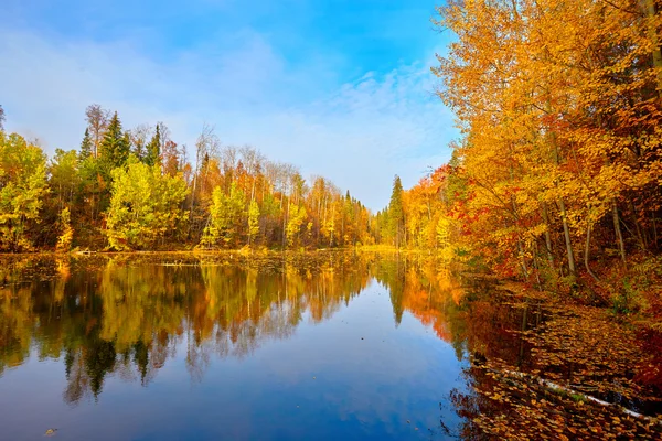 Drzew treautumn, żółty jesienią, żółty, wateres, wody — Zdjęcie stockowe