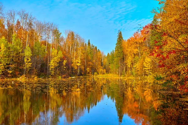 Sonbahar, sarı treautumn, sarı ağaçlar, wateres, su
