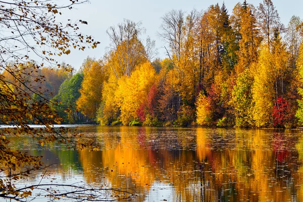 Sonbahar, sarı treautumn, sarı ağaçlar, wateres, su