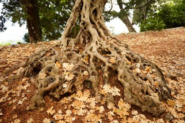 Sonbahar Karadağ dağlarında