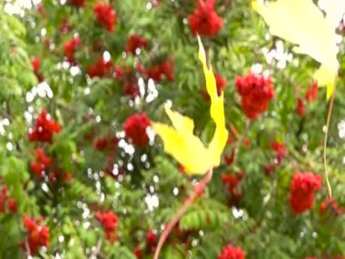 ağır çekimde düşen sonbahar yaprakları. renkli sonbahar sezon. 