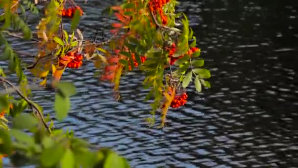 秋。黄色の木と水の背景の赤い果実 — ストック動画