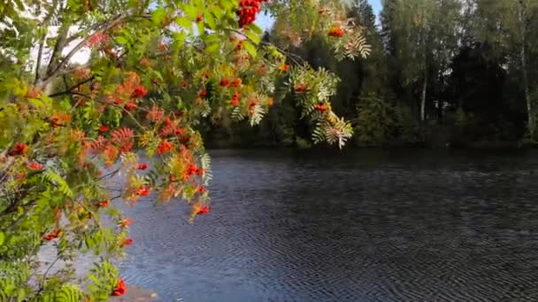 Otoño. Árboles amarillos y bayas rojas sobre un fondo de agua — Vídeos de Stock