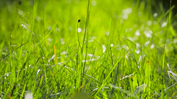 Blurred Grass Background With Water Drops. HD — Stock Video