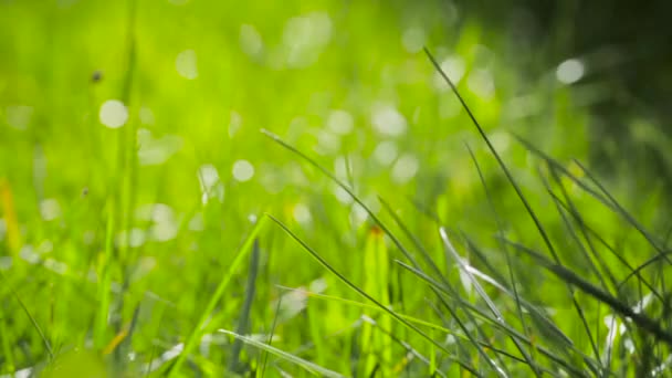 Розмитий фон трави з краплями води. HD-відео — стокове відео