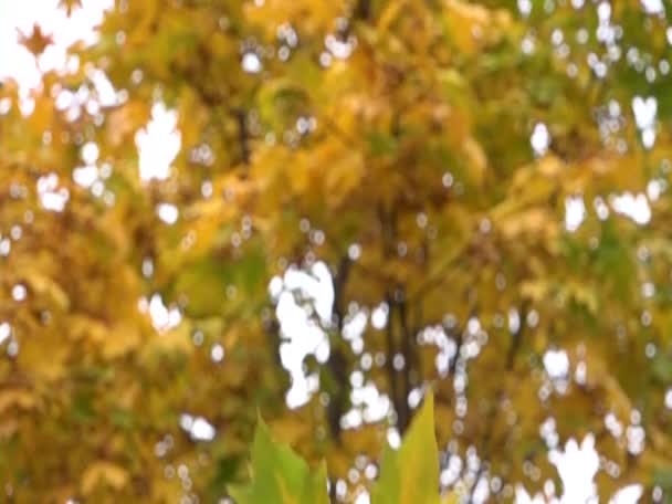 feuilles d'automne tombant au ralenti. saison d'automne colorée . 